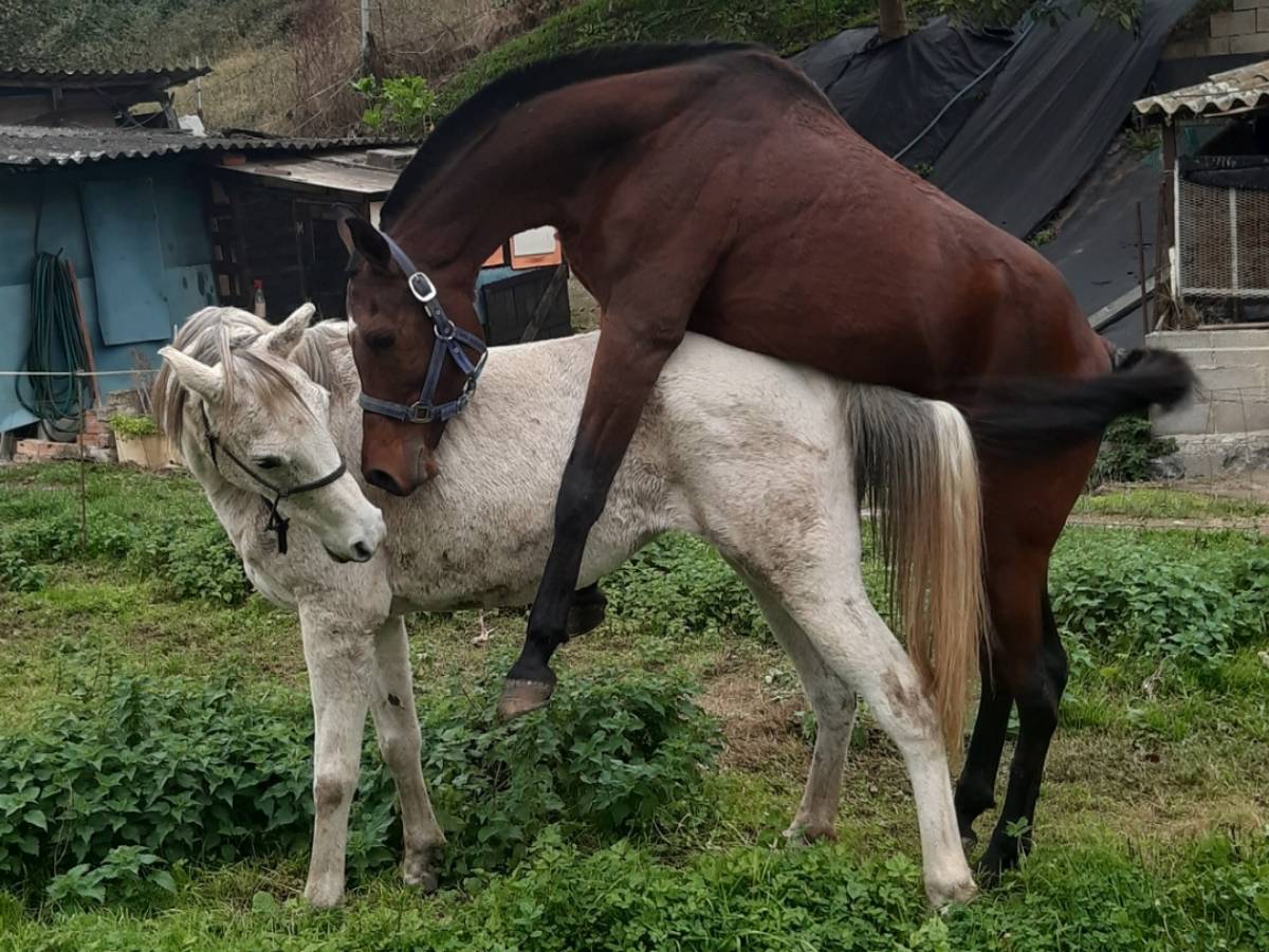 Semental para montas arabe puro con carta...