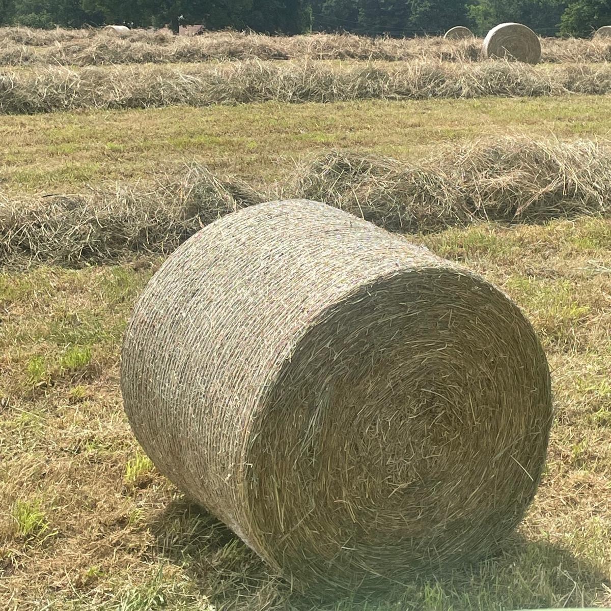 Bolas secas hierba 2026