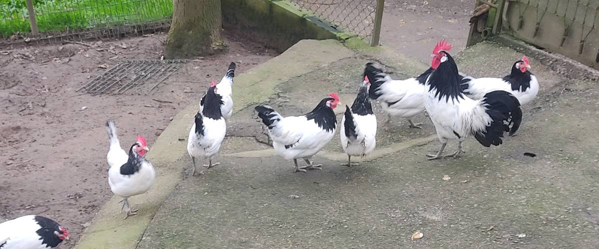 Huevos de gallinas lakenfelder y vorwerk  - imagen 1