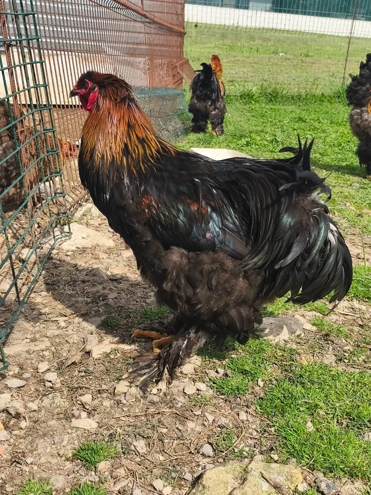 Macho brahma  - imagen 1