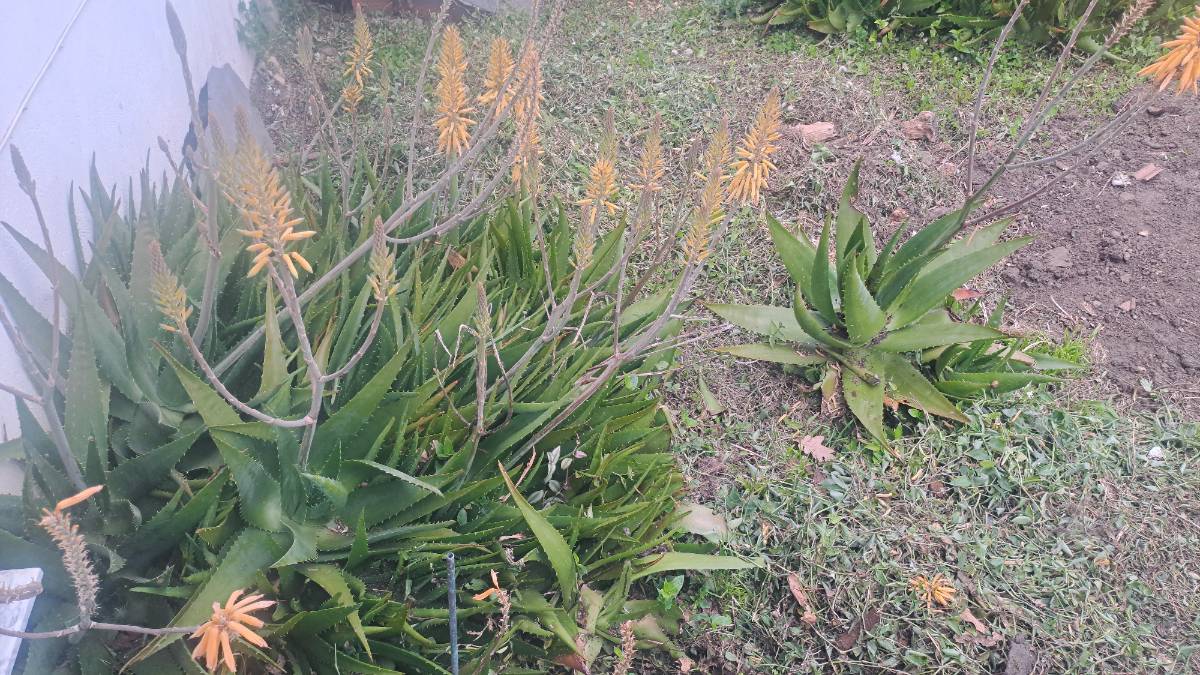 Plantas de Aloe Vera con hijuelos y flores.
