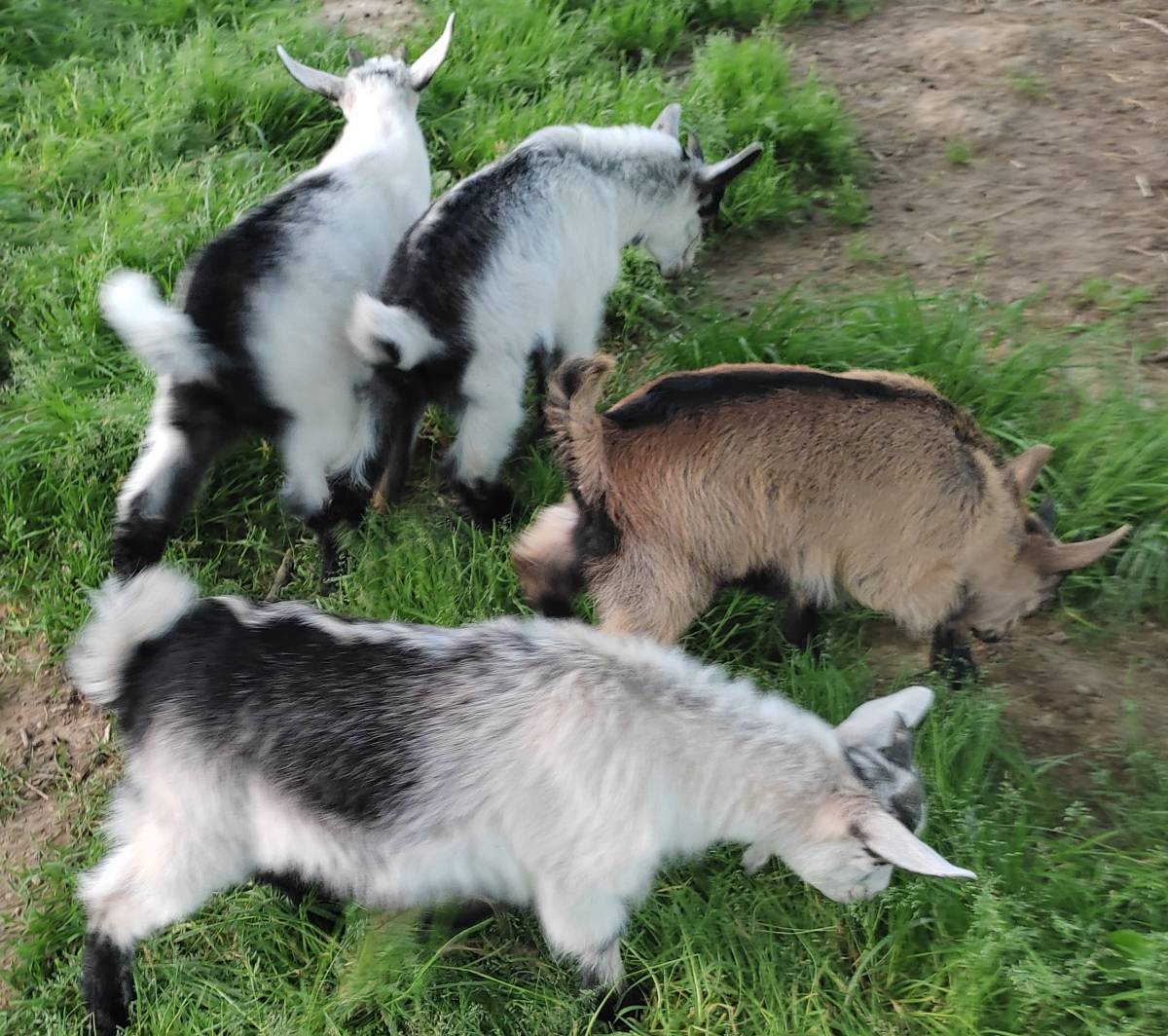 Cabritos mantrinos  - imagen 1