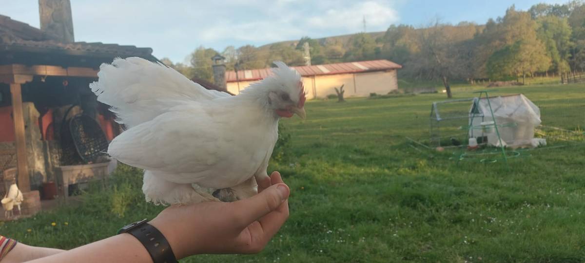 Se venden pollos - imagen 1