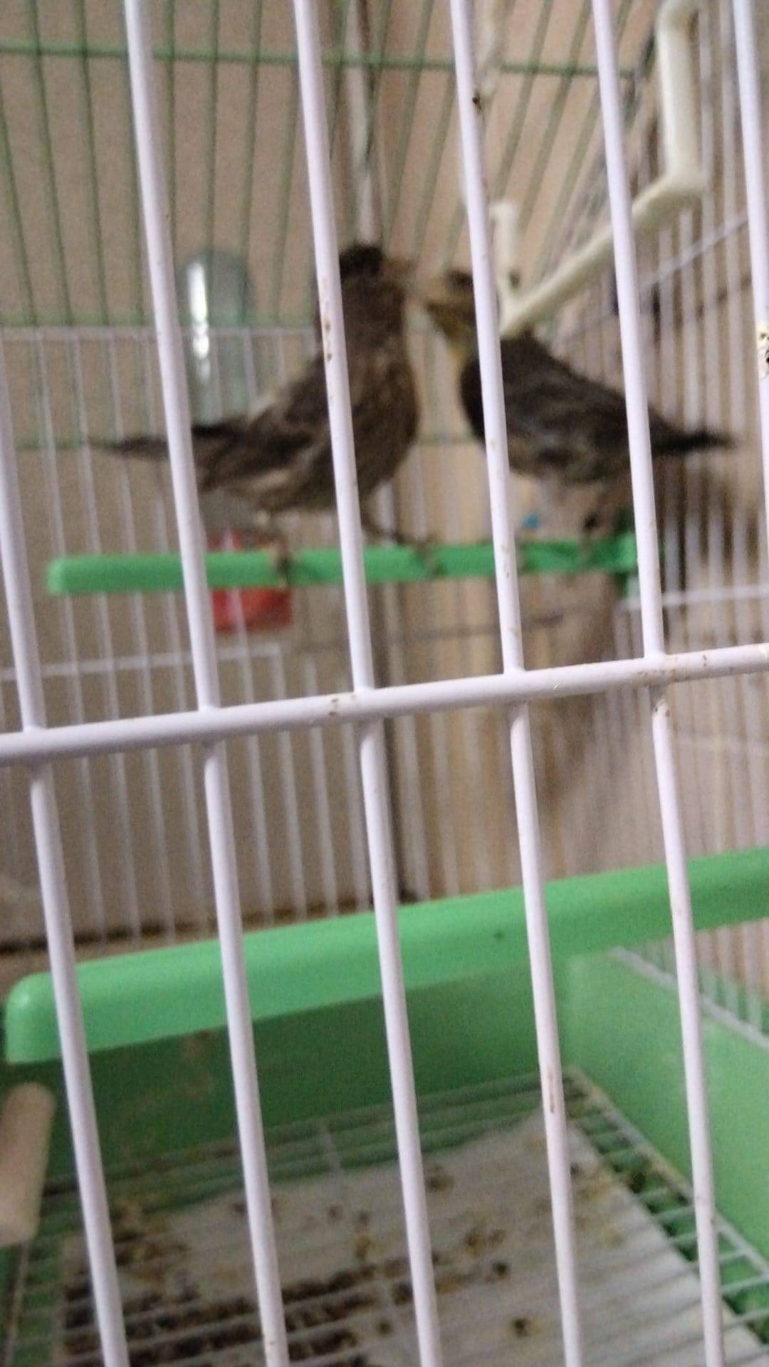 Camachuela mejicana - imagen 1