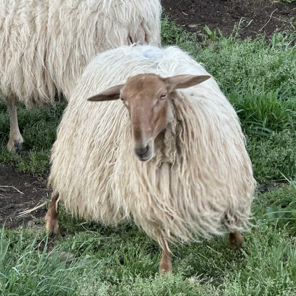 Se vende cordera del año pasado 