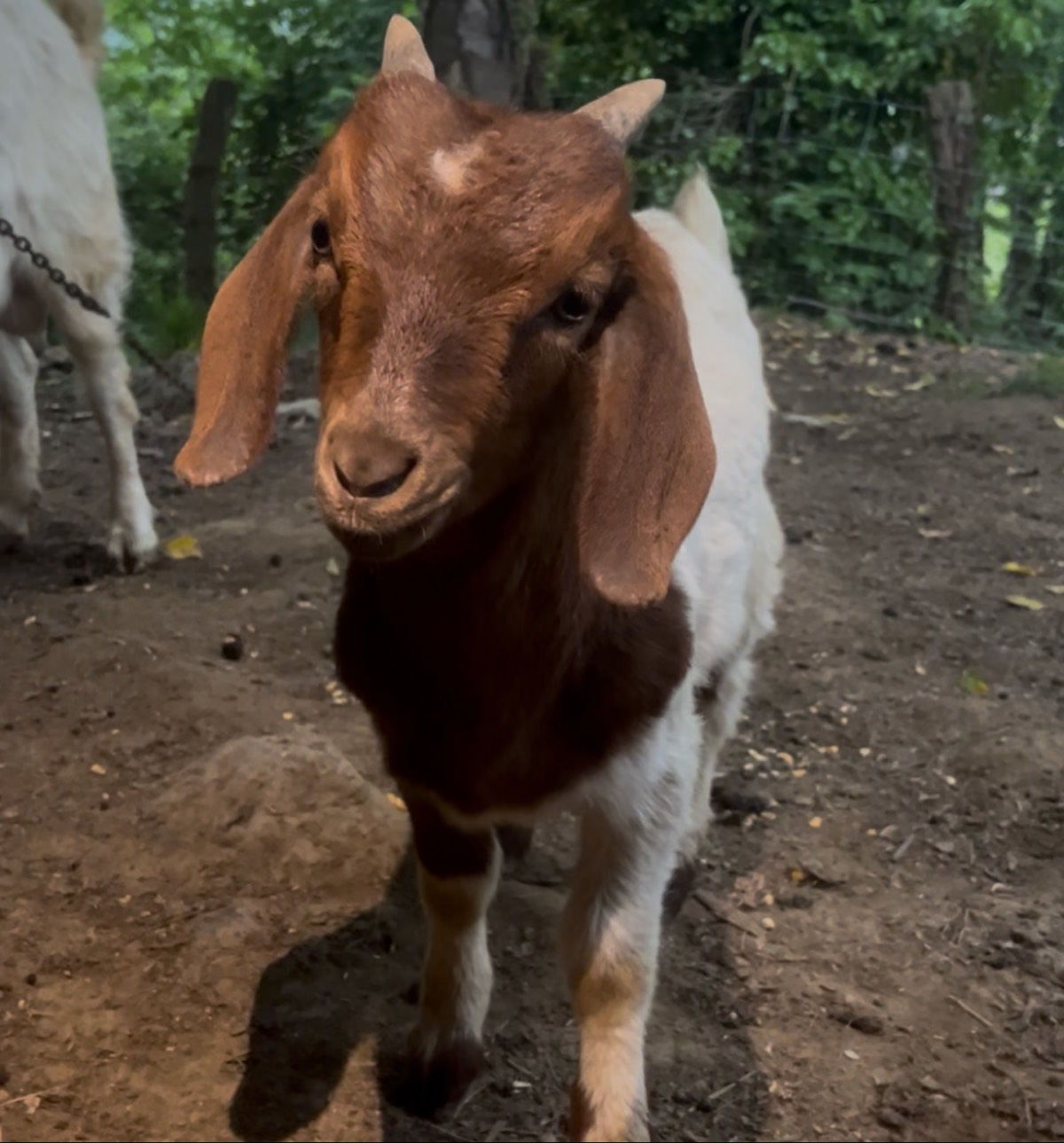 Cabrito Boer en Venta
