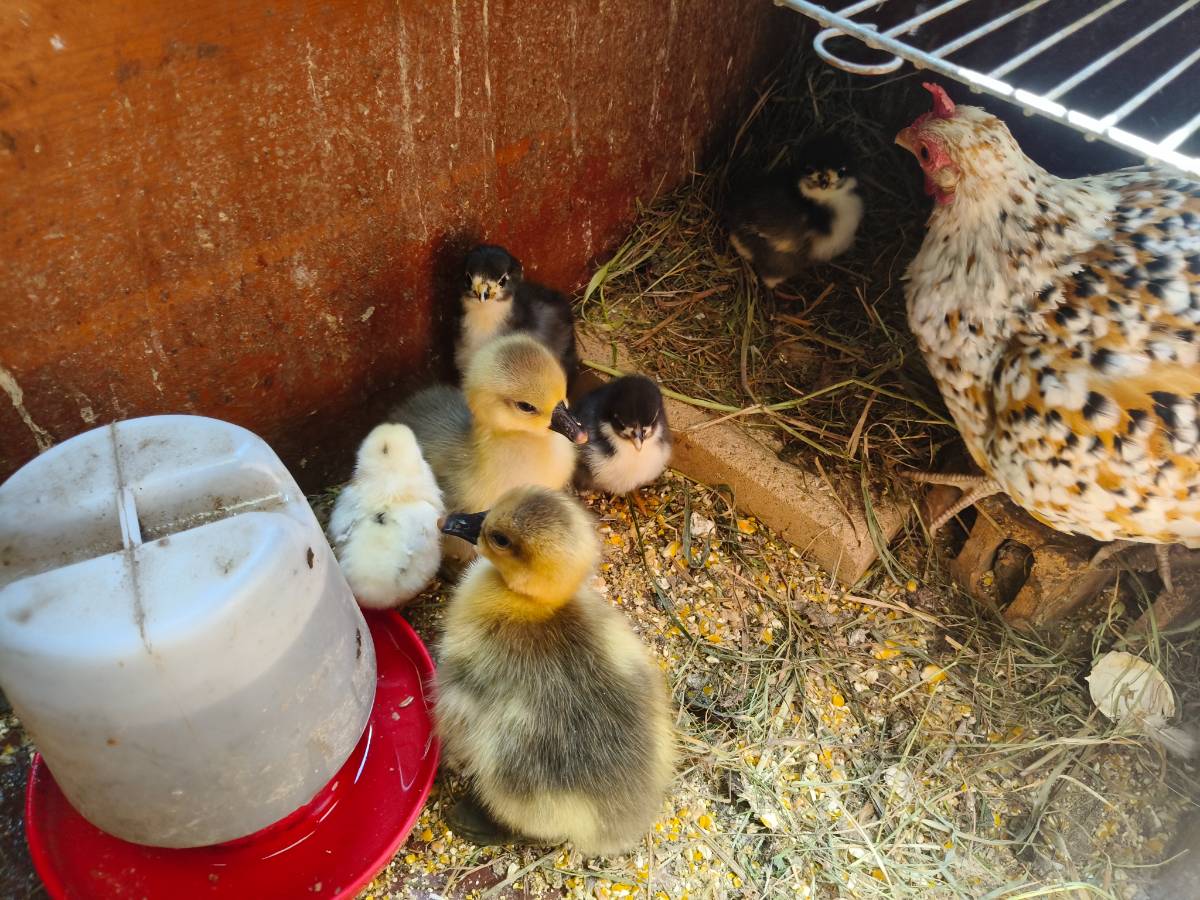 Se venden ocas chinas