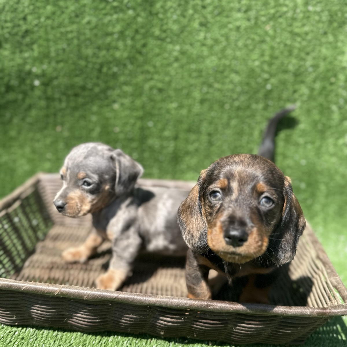 Teckel mini arlequín 