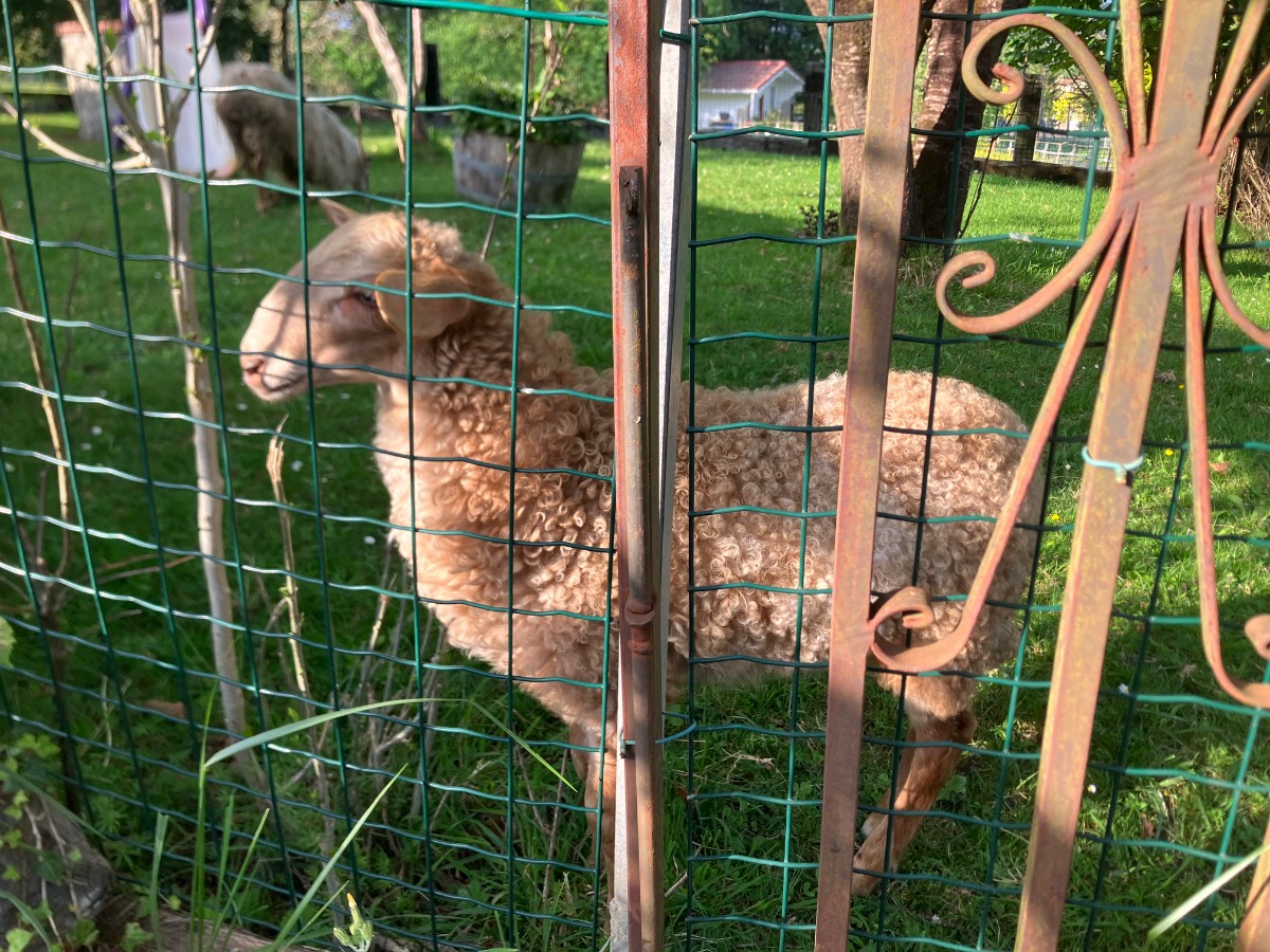 Cordero carranzano  - imagen 1