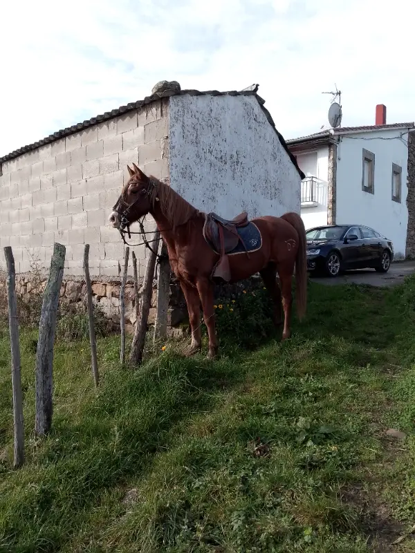 Caballo árabe  - imagen 1