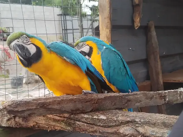 Se ceden pareja reproductira