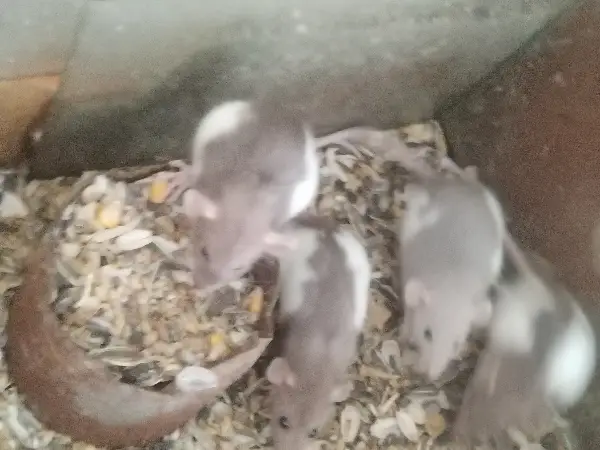 Ratas dumbo