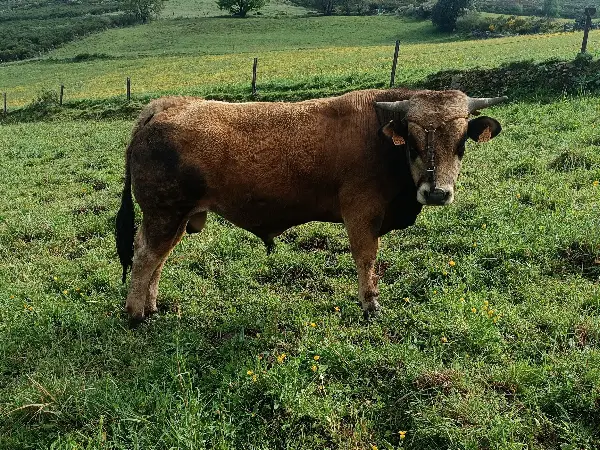 Novillo 