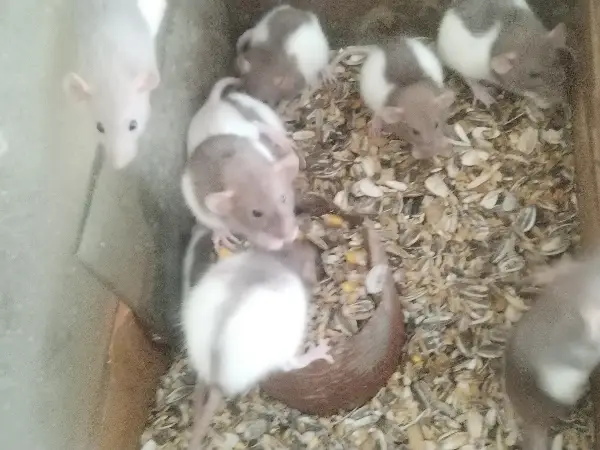 Ratas dumbo