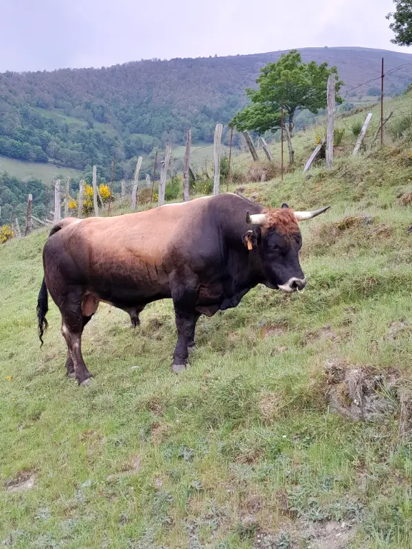 Toro 
