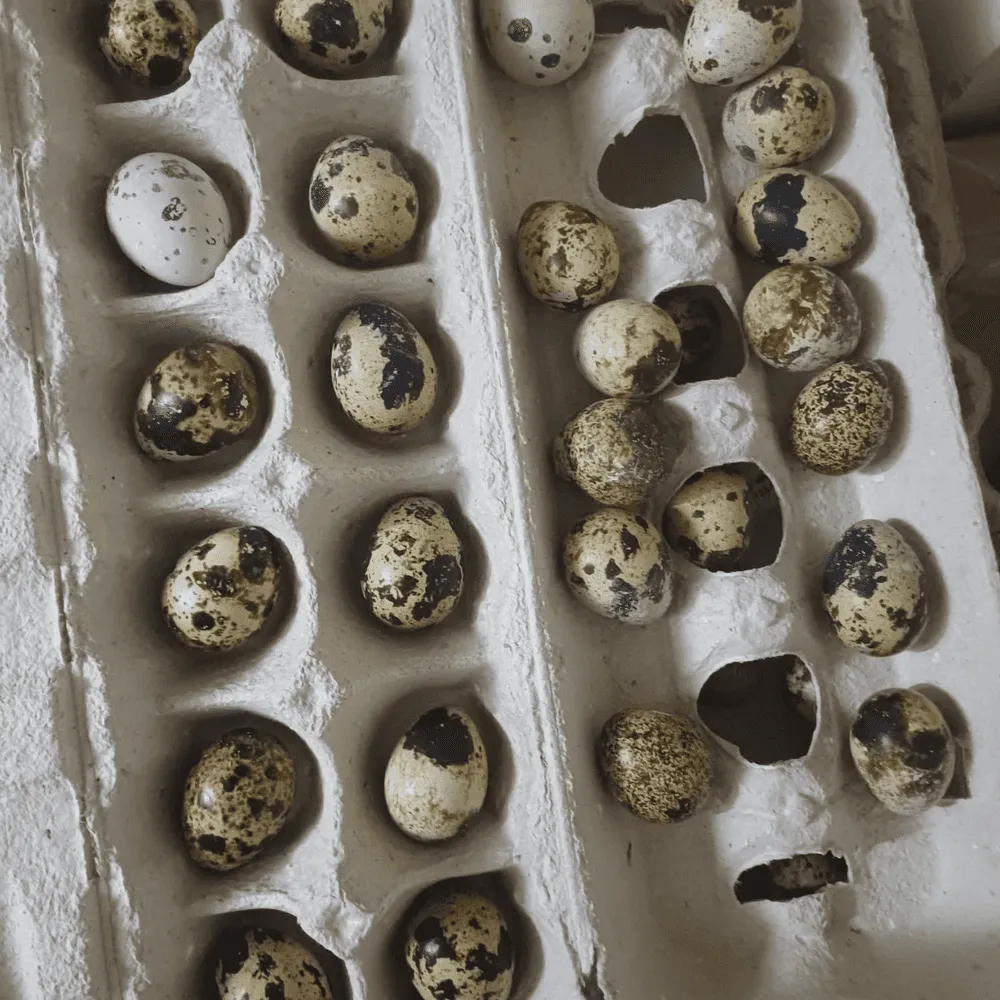 Vendo huevos de codorniz