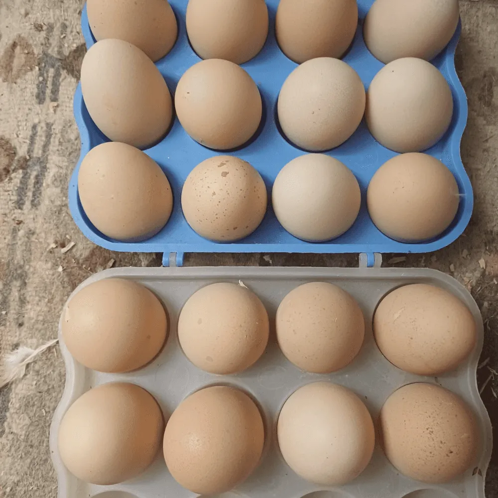 Vendo huevos de euskal olloa