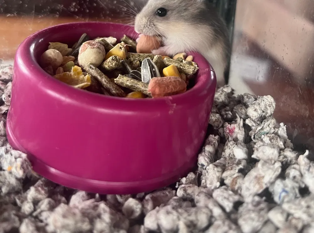 Hamster rusos
