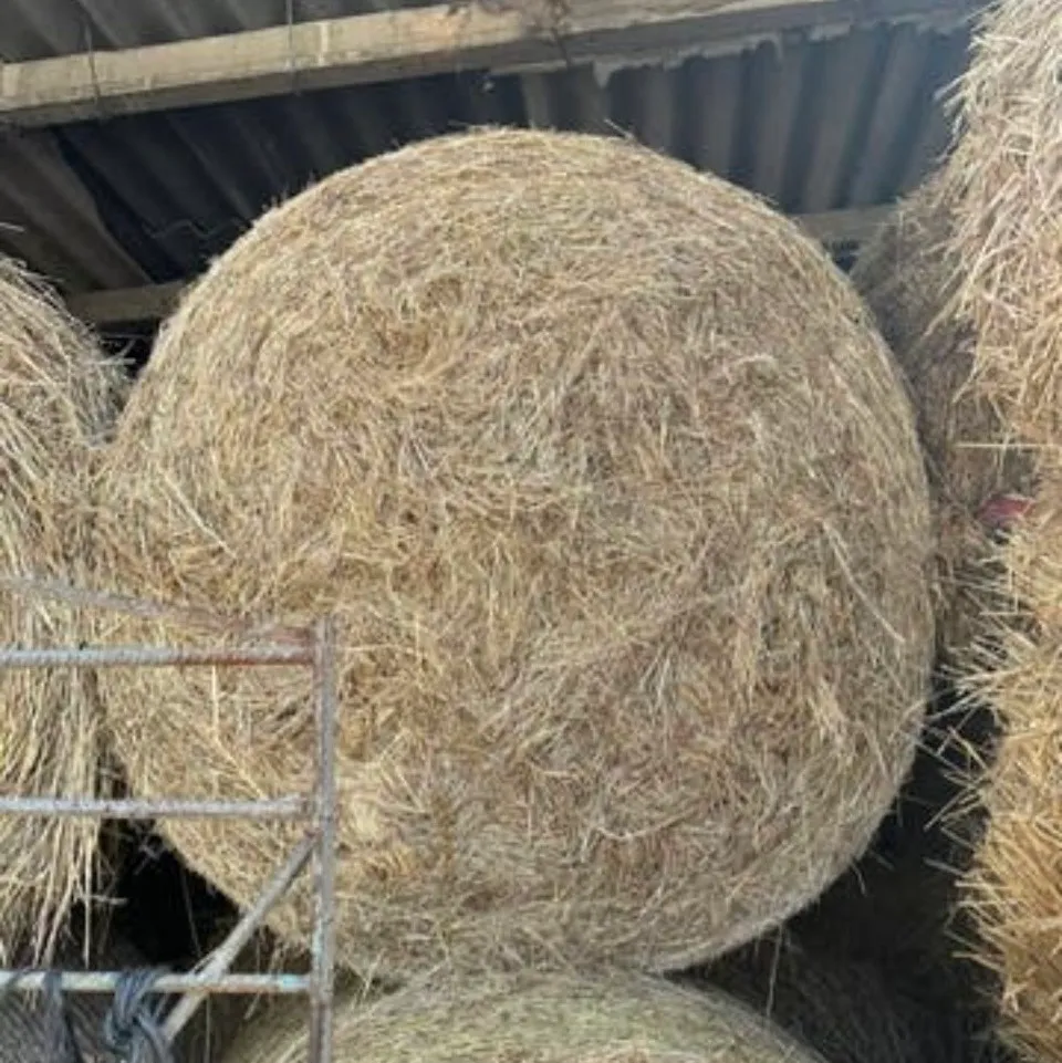 Bolas de hierba 2025