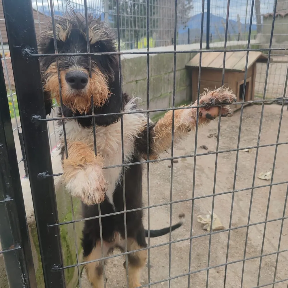 Perro jabalí grifona