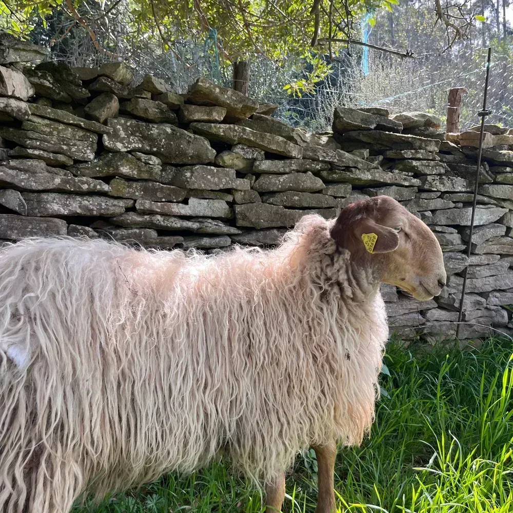 Cordero caranzano rojo