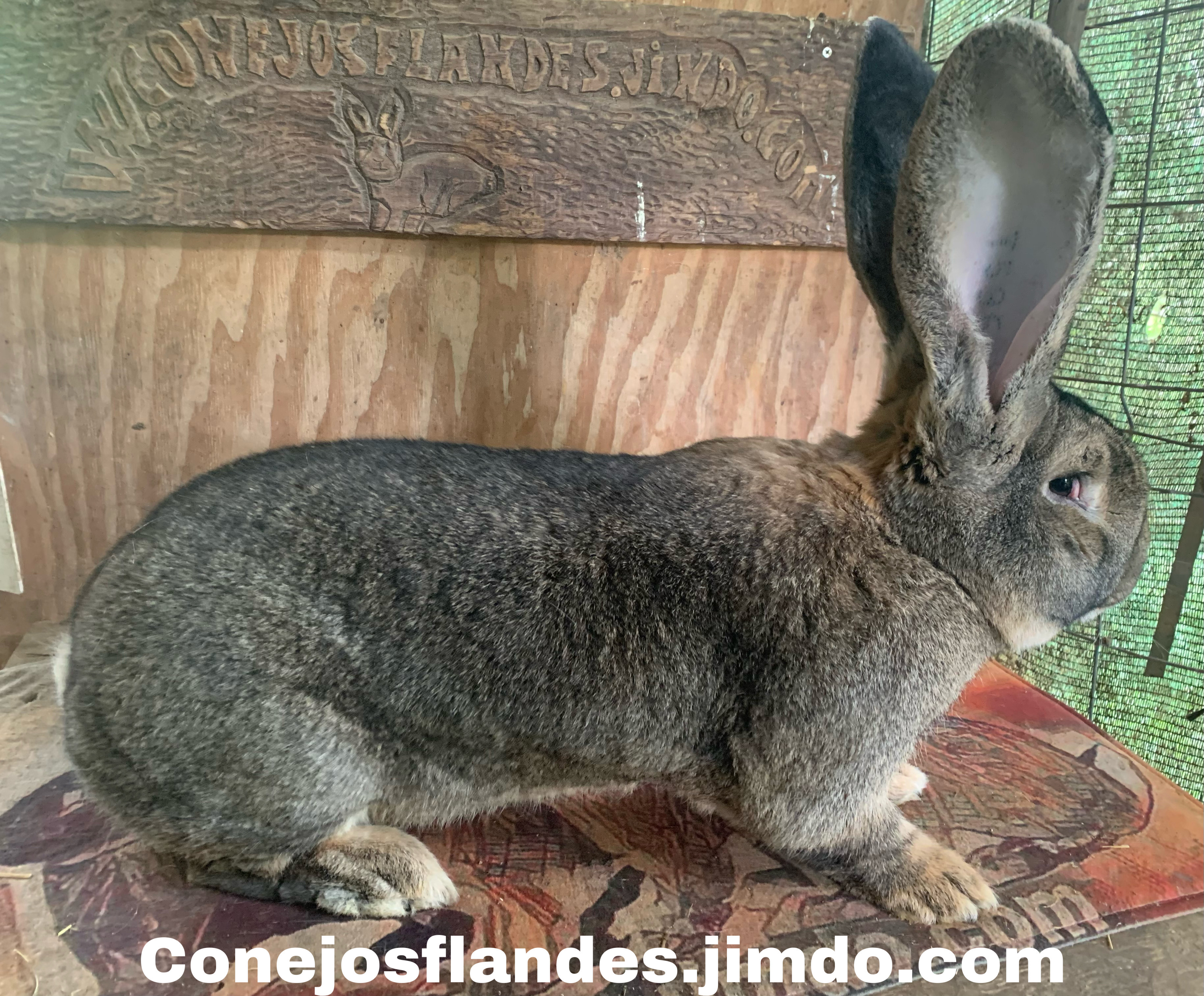 Conejos Gigantes de Flandes