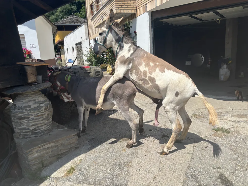 Se ofrece burro para cubriciones