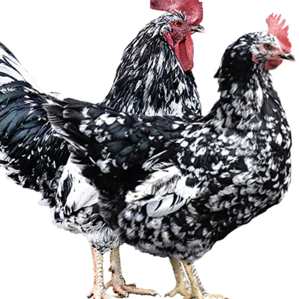 Busco pita pinta asturiana