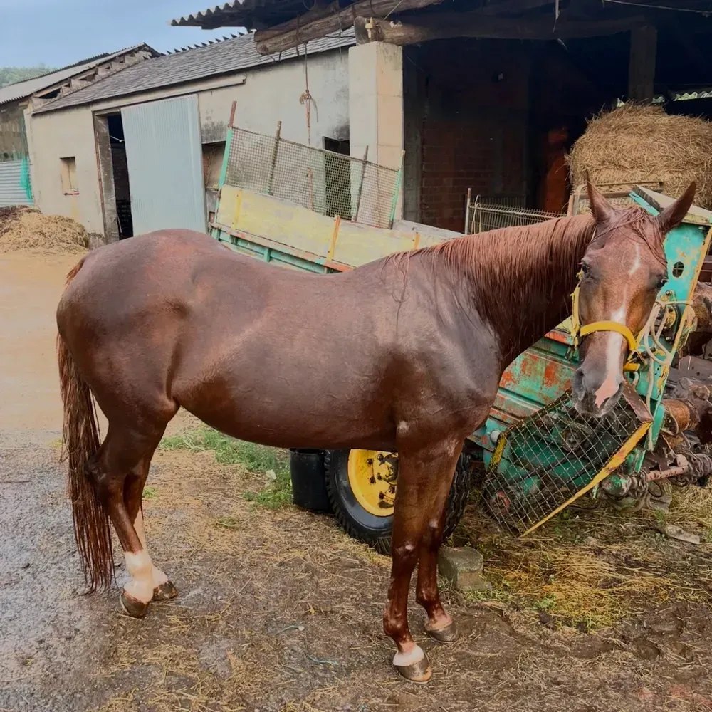 Se vende yegua trotona de 9 años