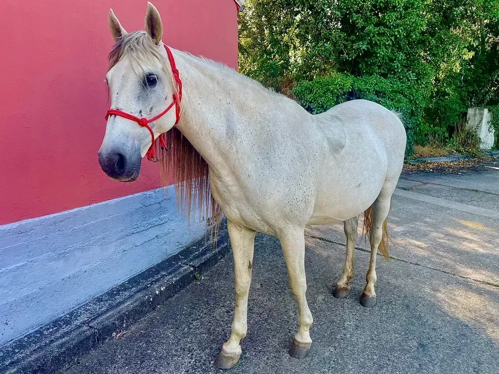 Yegua hispano árabe