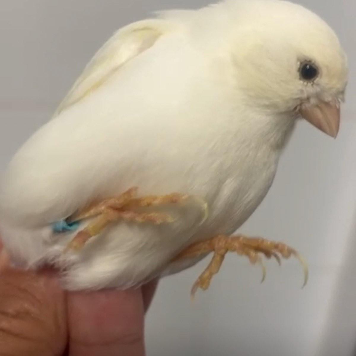 Canarios Machos y hembras