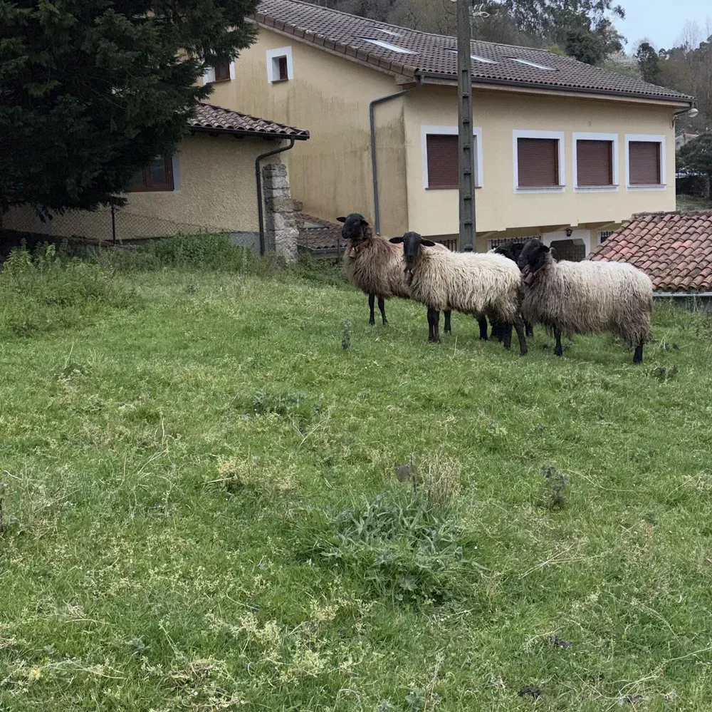 Se venden ovejas Carranzanas - imagen 1