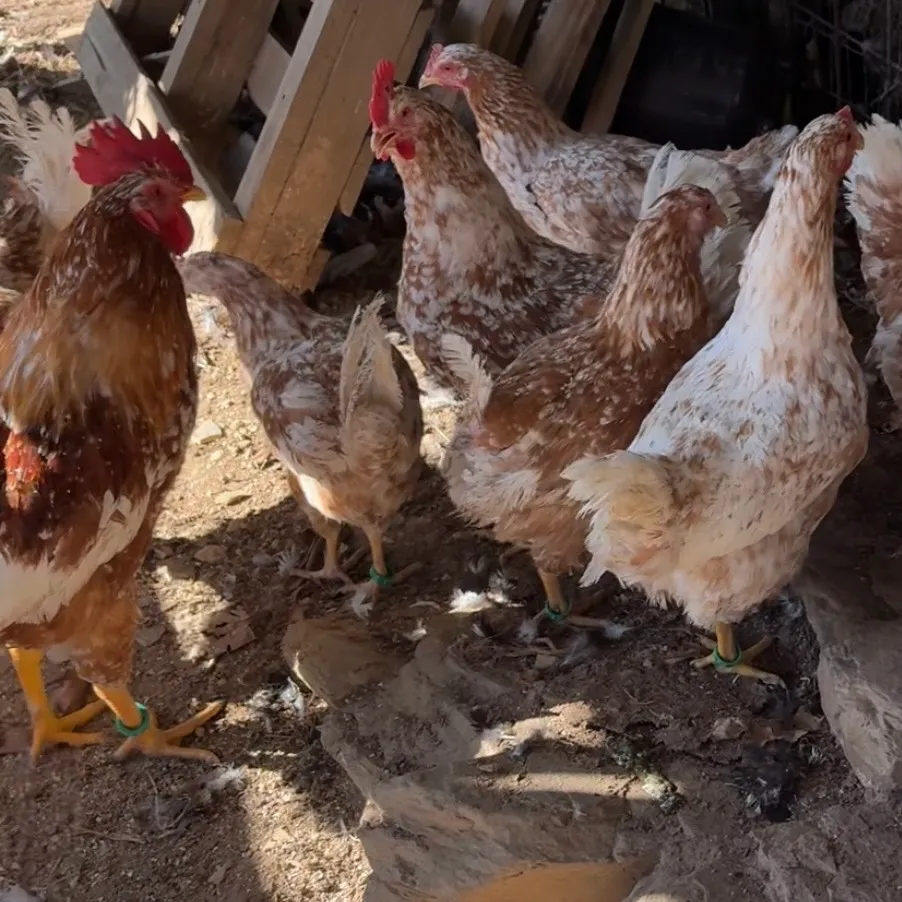 Disponibles huevos y pollitos