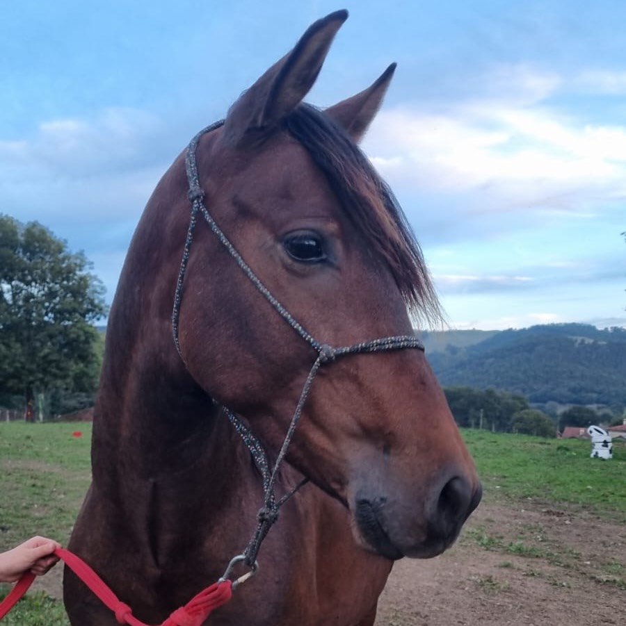 Se vende o se cambia caballo 