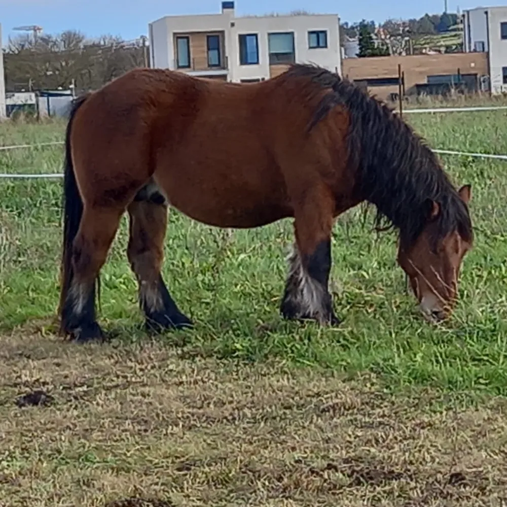 se vende caballo burguete 