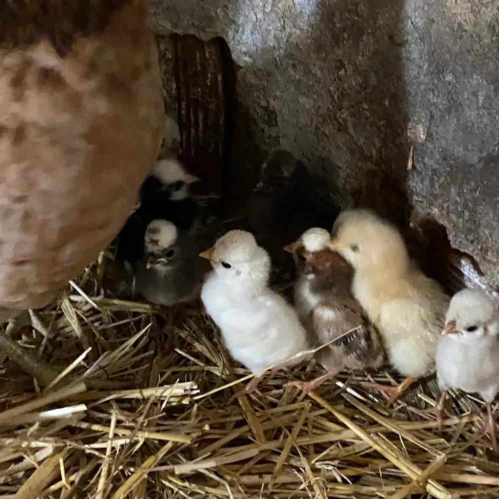 Huevos fértiles de paduana