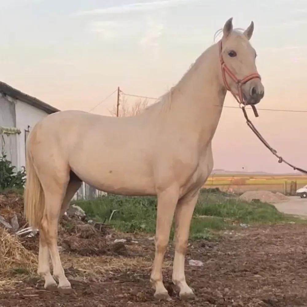 Caballo Lusitano