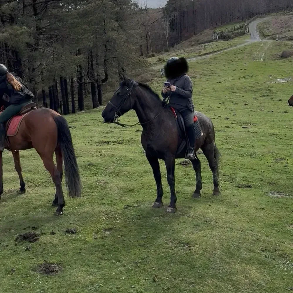 Caballo ideal paseos