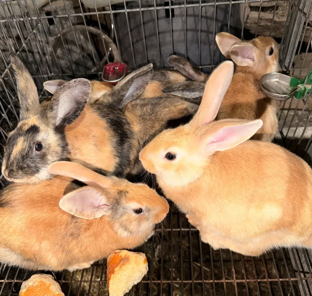 Conejos caseros