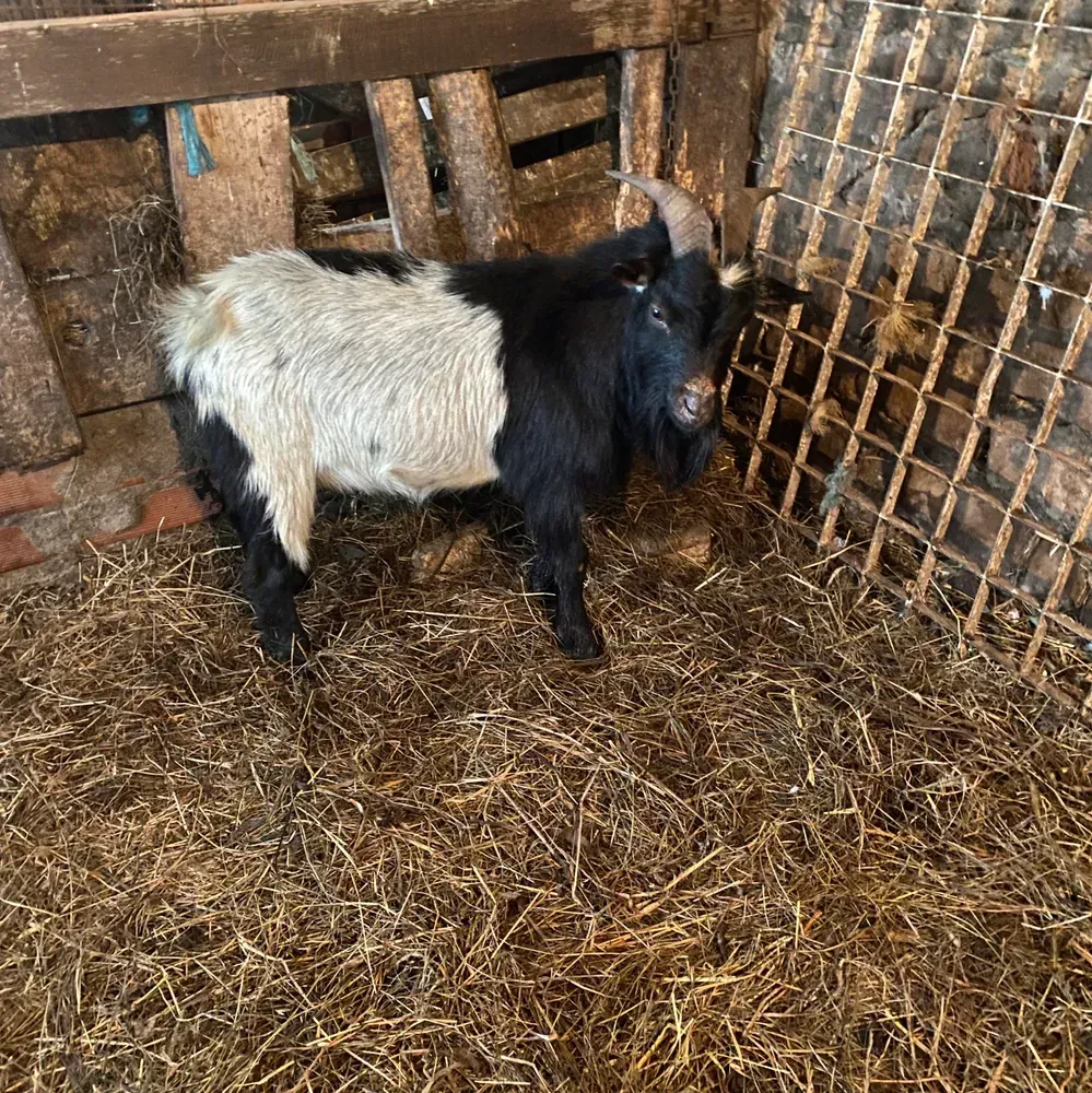 Se vende chivo enano