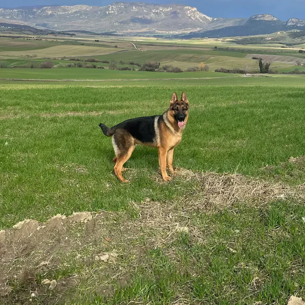 Pastor aleman PARA MONTAS