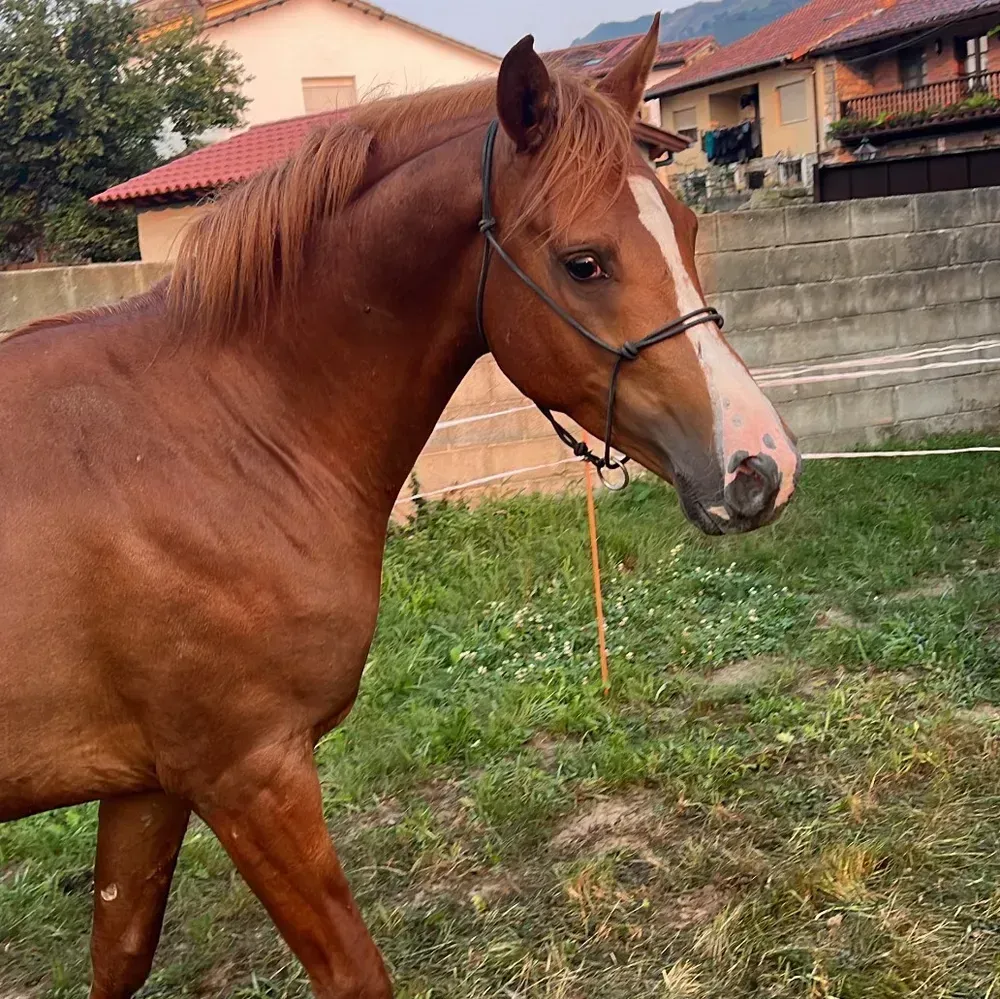 semental pura raza árabe