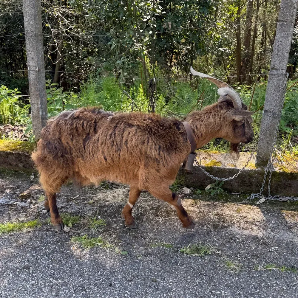 Se vende pa carne o se cambia por algo que me interese