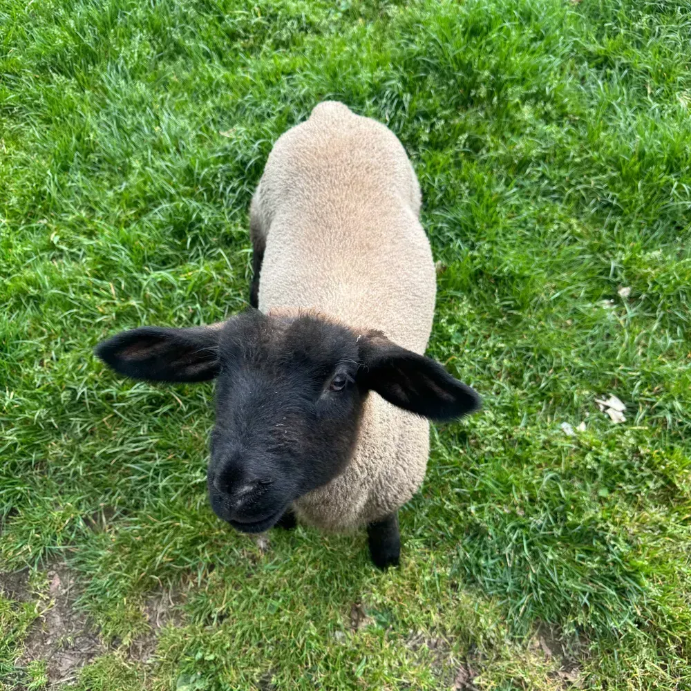 CORDEROS SUFFOLK MACHOS