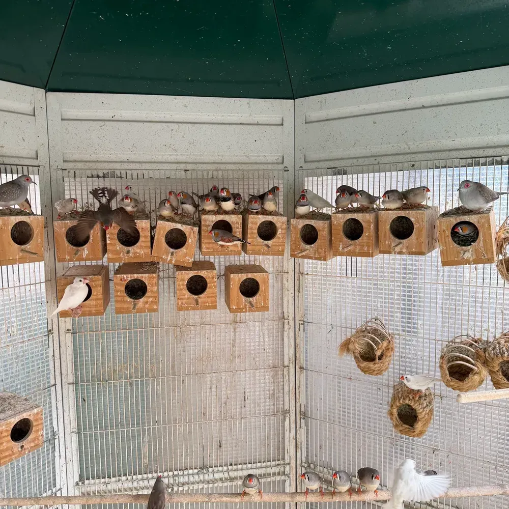 Diamantes mandarines 