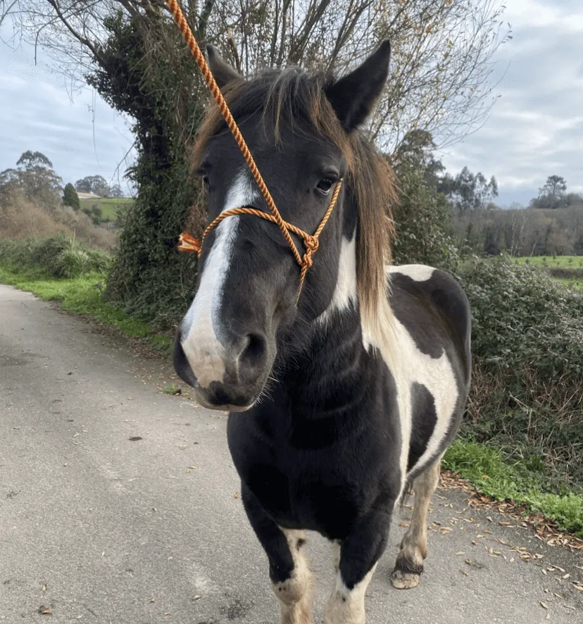 Se ofrece caballo para cubriciones 