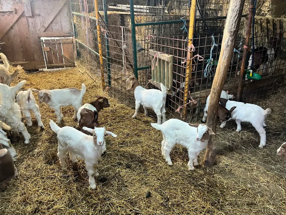 Se venden cabritos mestizos boer - imagen 1