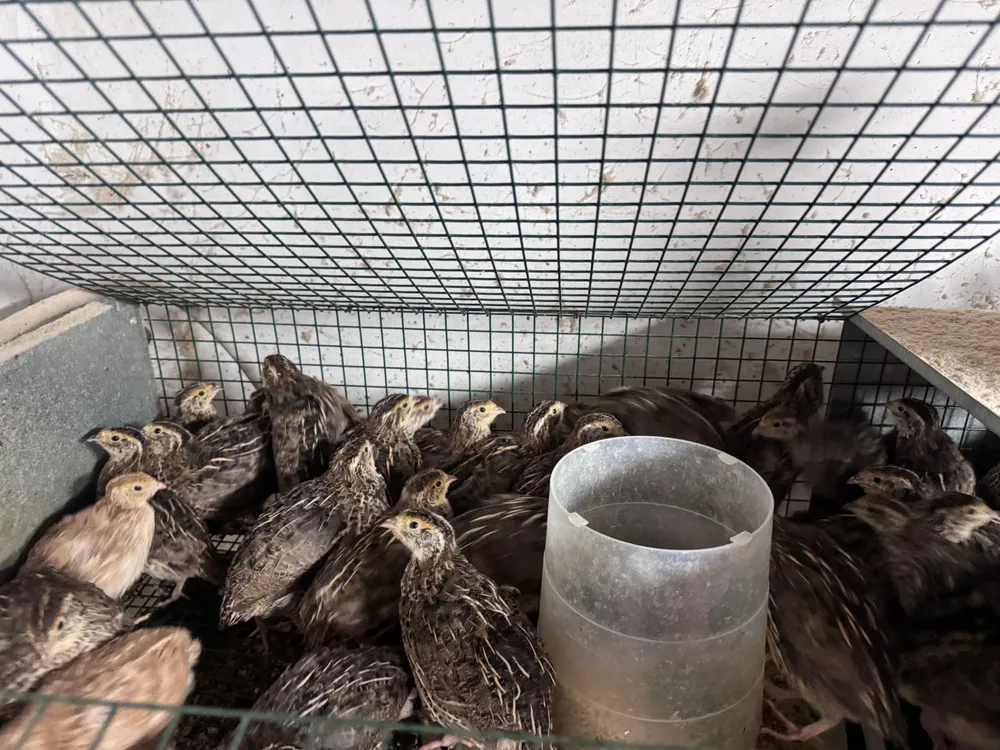 Codornices de puesta