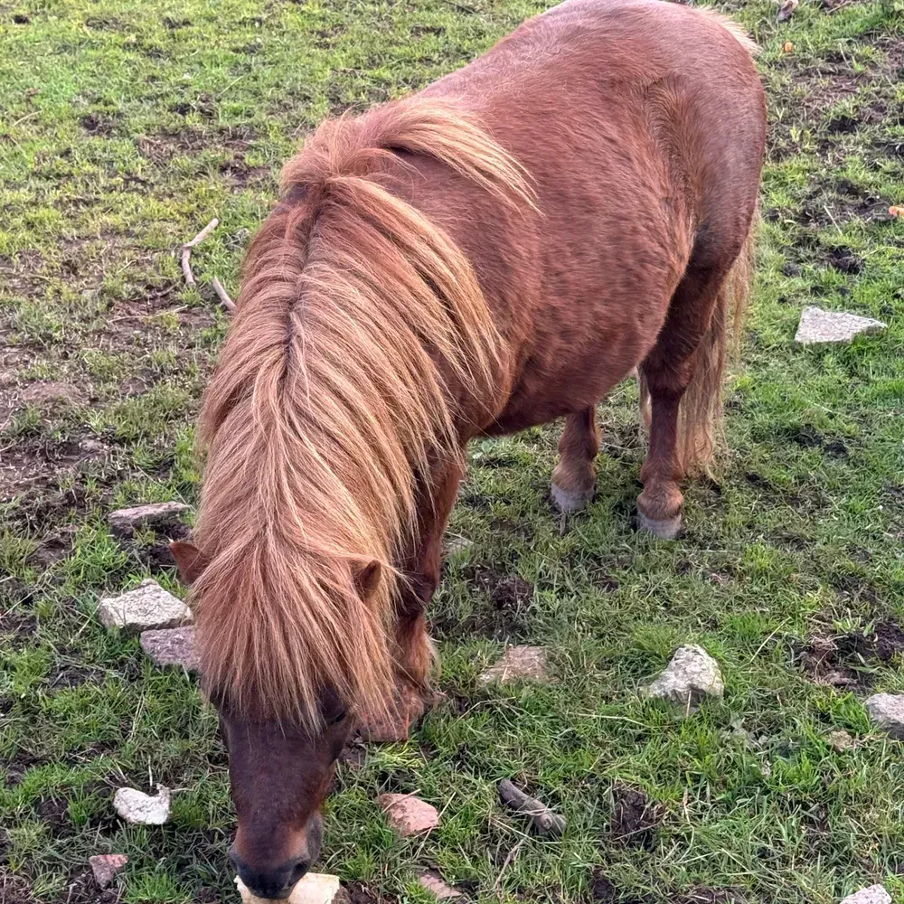 Se cambia o se vende poni macho