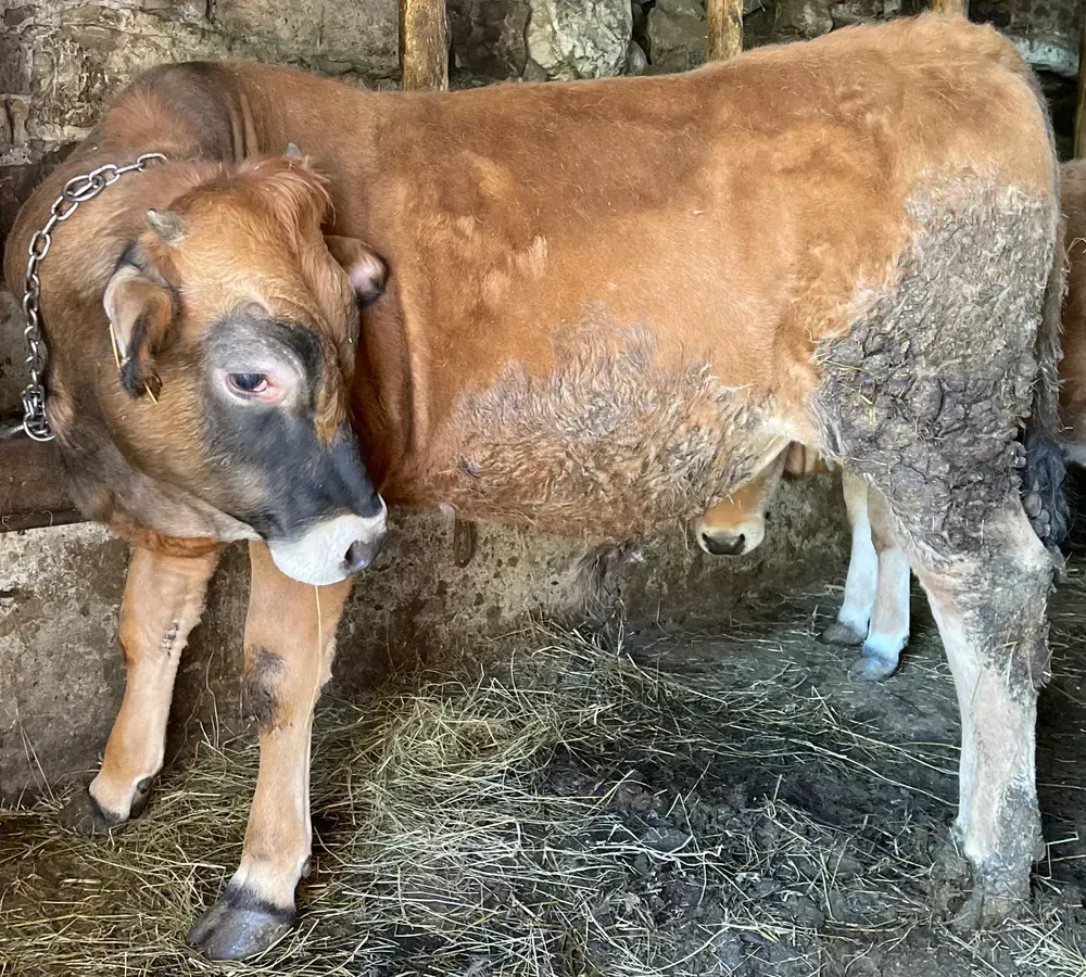 Ternero asturiano de los valles 